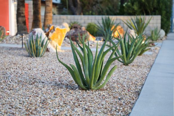 Drought Resistant Landscaping in Richland