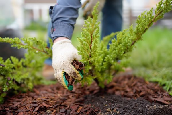 Church Mulching in Richland