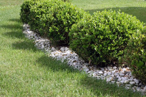 Boxwood Planting in Richland