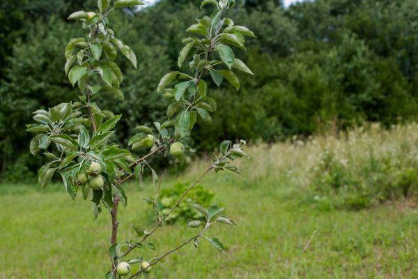 Apple Tree Planting in Richland