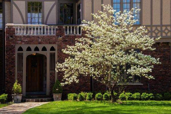 Dogwood Tree Planting in Richland