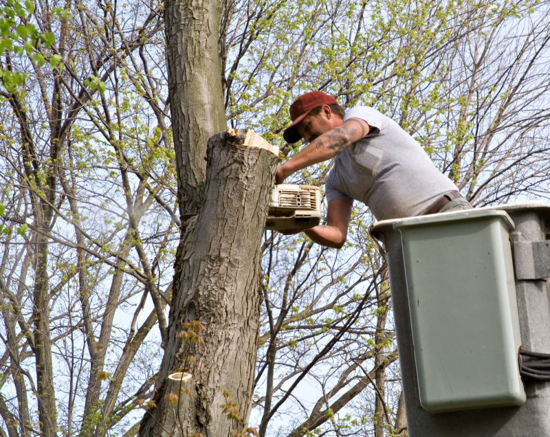 Tree Straightening Service