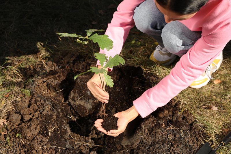 Trees Planting